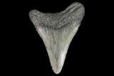 Juvenile Megalodon Tooth - Georgia #101434-1